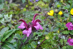Pedicularis tatsienensis