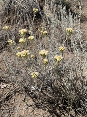 Senecio filaginoides