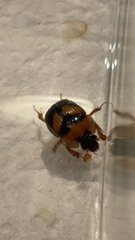 Bolbocerosoma hamatum