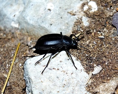 Blaps mucronata