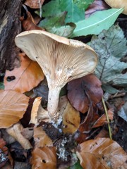 Paralepista flaccida