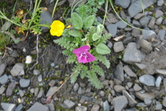 Pedicularis siphonantha