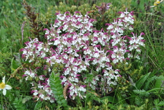 Pedicularis cheilanthifolia