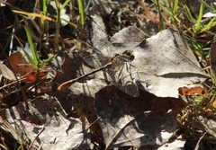 Erpetogomphus crotalinus