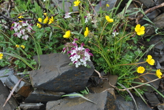 Pedicularis cheilanthifolia