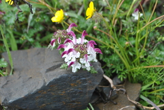 Pedicularis cheilanthifolia