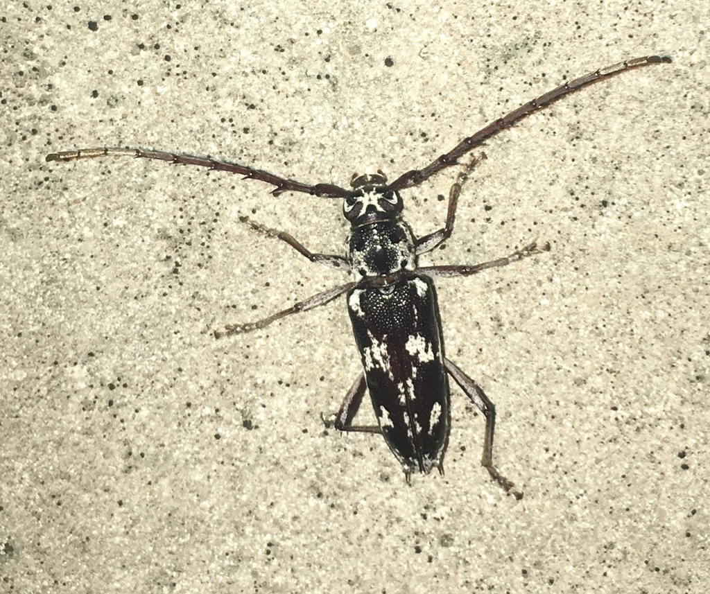 Elaphidion irroratum