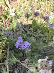 Glandularia tenera