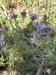 Glandularia tenera