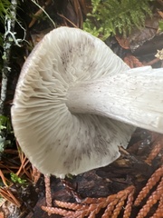Tricholoma pardinum