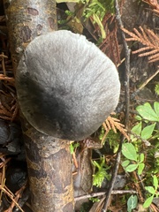 Tricholoma pardinum
