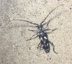 Elaphidion irroratum