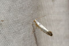 Argyresthia apicimaculella