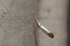 Argyresthia apicimaculella