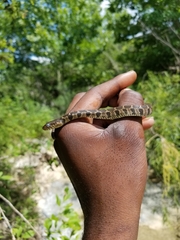 Nerodia erythrogaster