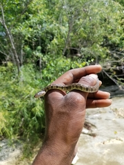 Nerodia erythrogaster