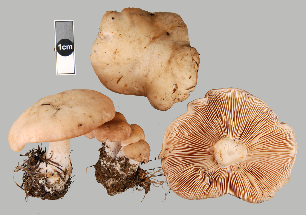Rhodocybe piperita