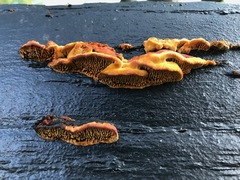 Gloeophyllales