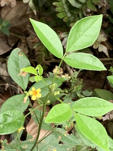 Oxalis clausenii