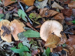 Paralepista flaccida