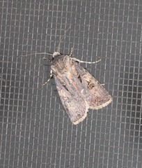 Agrotis interjectionis