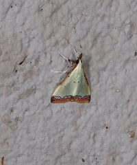 Autocharis hedyphaes