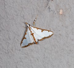 Cirrhochrista aetherialis