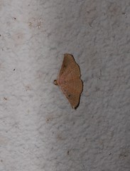 Eublemma latericolor