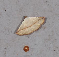 Eublemma perversicolor