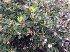 Arctostaphylos franciscana