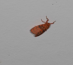 Miltochrista quadrilineata
