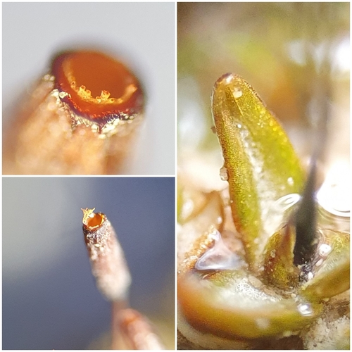 Rigid Screw Moss (Aloina rigida)