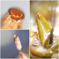 Aloina rigida