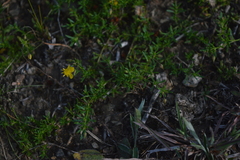 Scoparia montevidensis