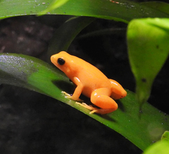 Mantella aurantiaca