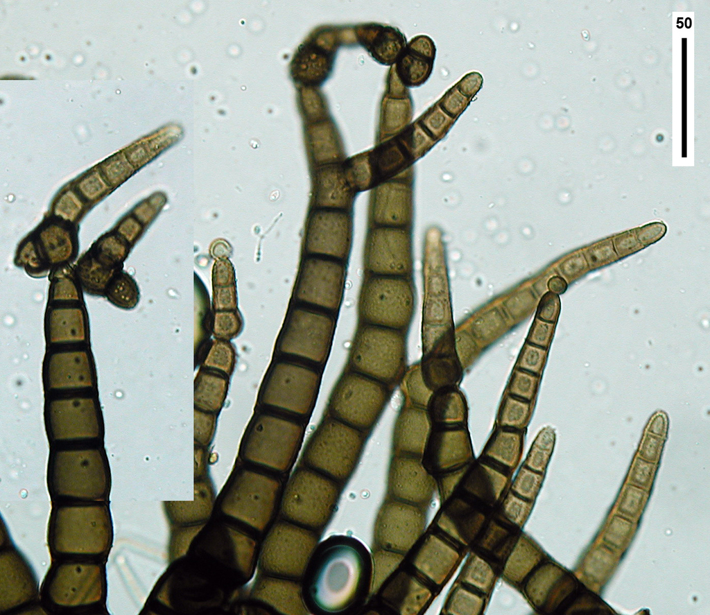 Ophiocapnocoma