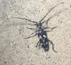 Elaphidion irroratum