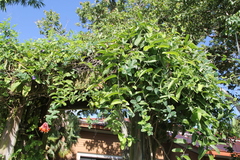 Lonicera sempervirens sempervirens