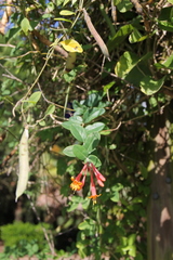 Lonicera sempervirens sempervirens