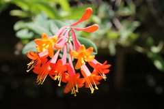 Lonicera sempervirens sempervirens