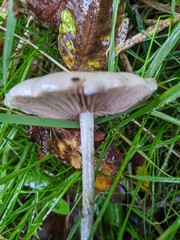 Stropharia inuncta