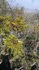 Chamaebatia australis