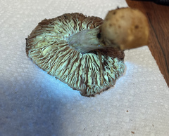 Thaxterogaster purpurascens