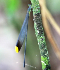 Microstigma rotundatum