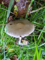 Stropharia inuncta