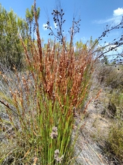 Elegia filacea