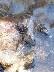 Rhinella atacamensis