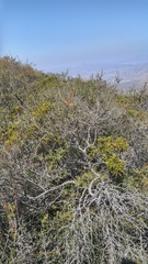 Chamaebatia australis