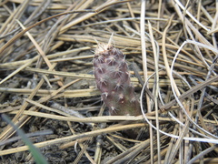 Austrocactus coxii