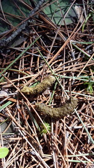 Canachites canadensis